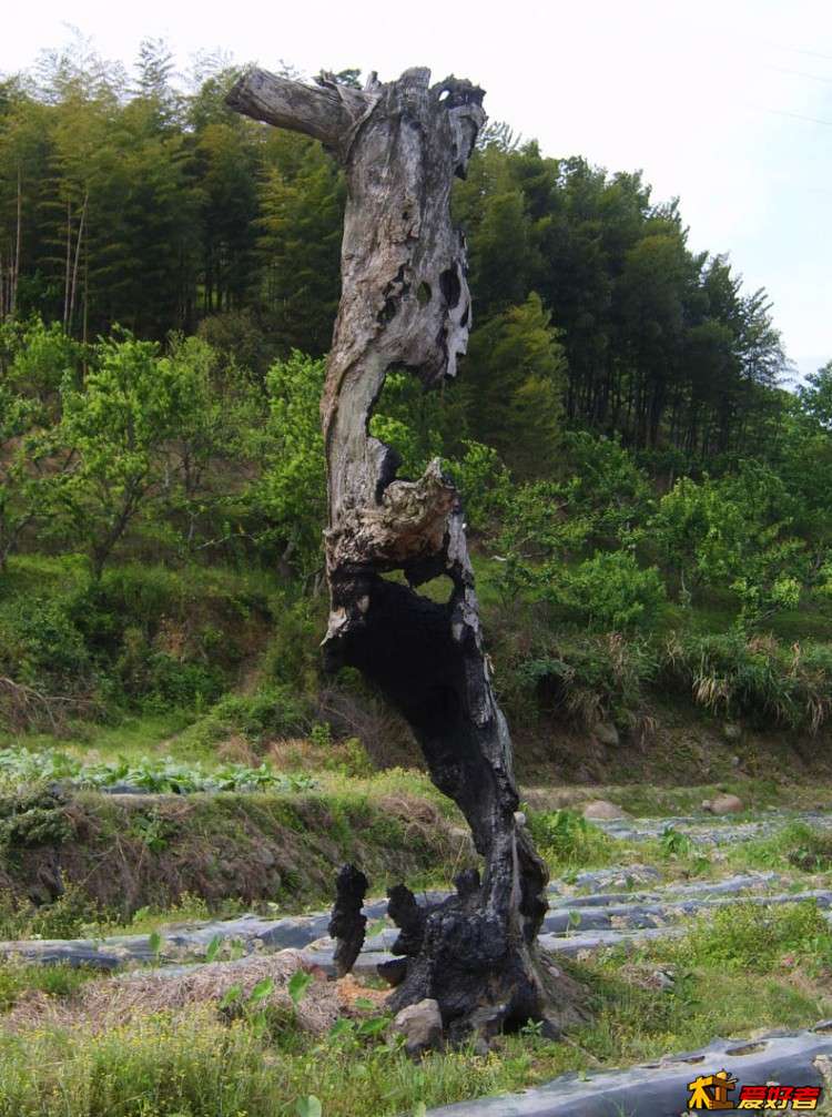 火烧树-3.jpg