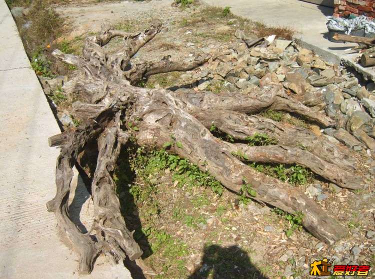 九龙树桩.jpg