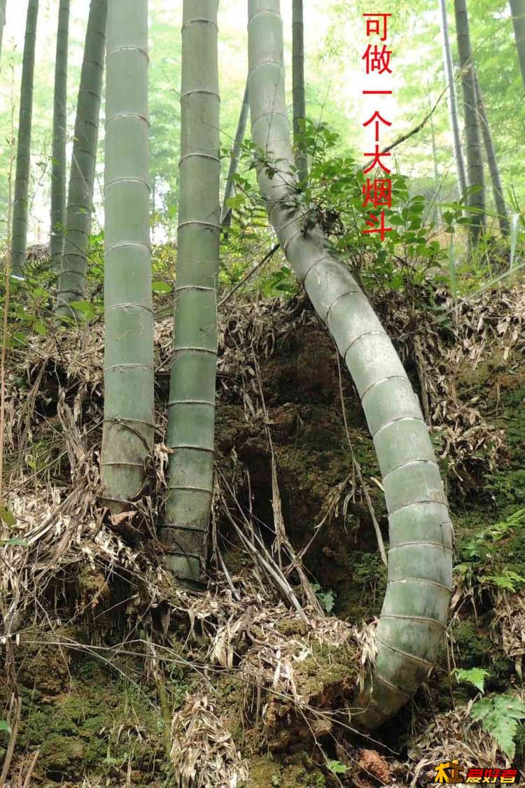 竹兜-3.jpg