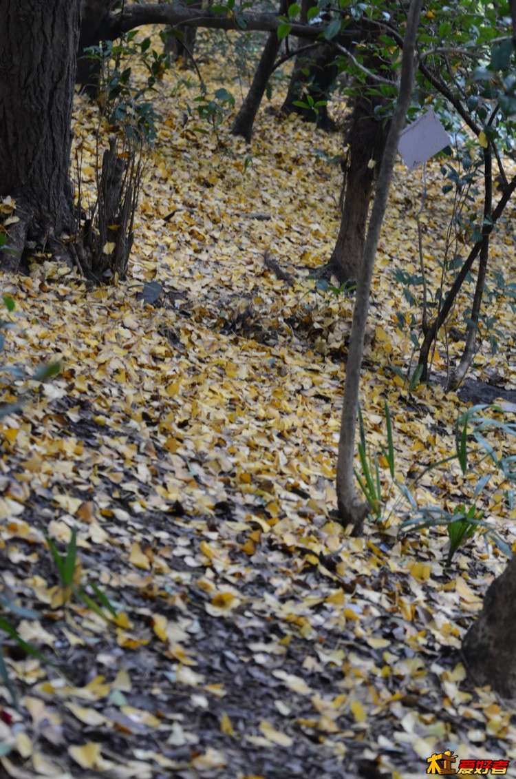 DSC_7464.jpg