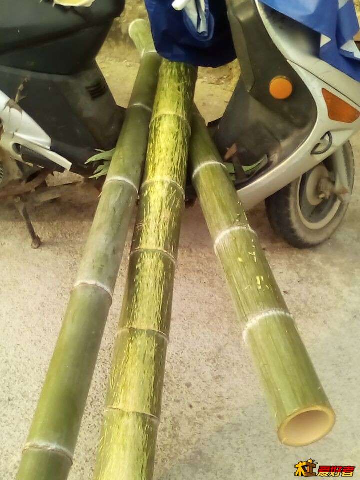 毛竹