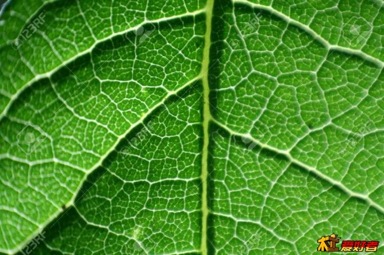 1140554-Grrean-leaf-in-close-view-with-veins-Stock-Photo.jpg