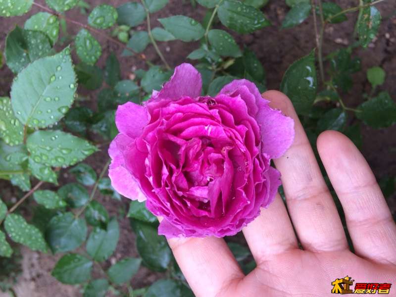 230717ukst8fqkoq3lo88q.jpg