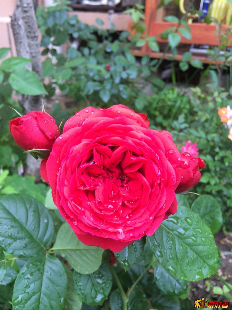 133521pi4j3d351sgdmjmb.jpg