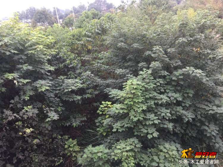 微信图片_20181024215645.jpg