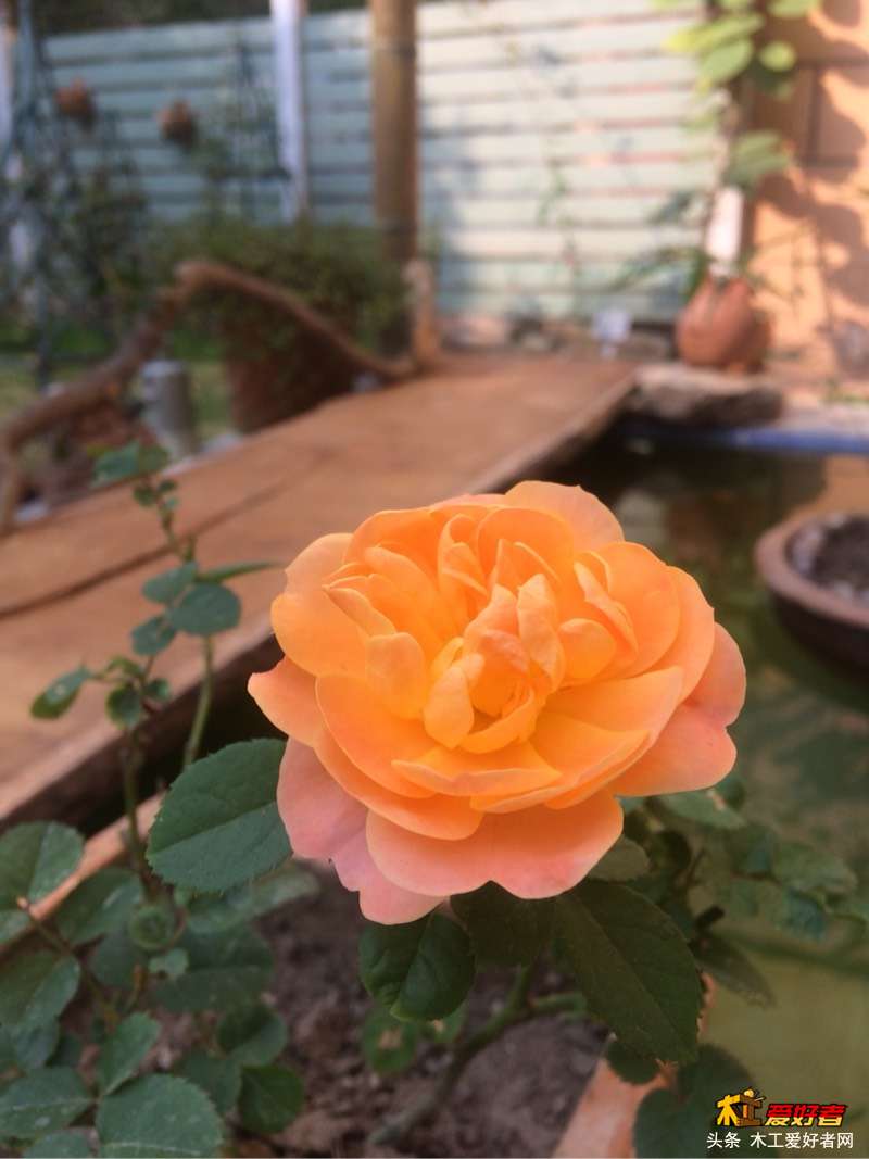090202sv9tr4o79l078zd0.jpg