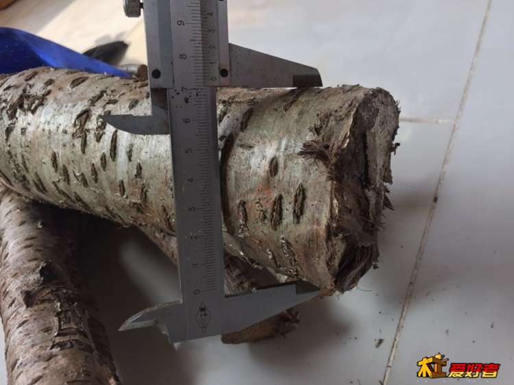 4-桃树截断最粗有73mm.jpg