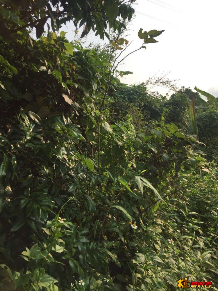 2-4-沉香只能看到上部几根枝条.jpg