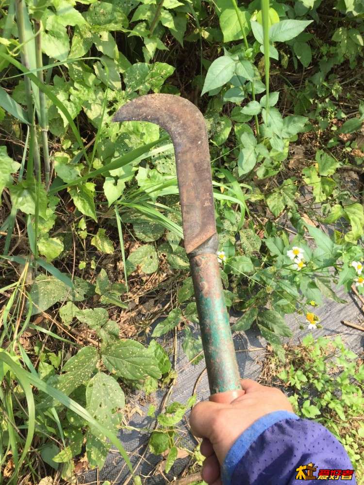 3-1-用砍刀和手拔清除海黄树下杂草和藤条.jpg