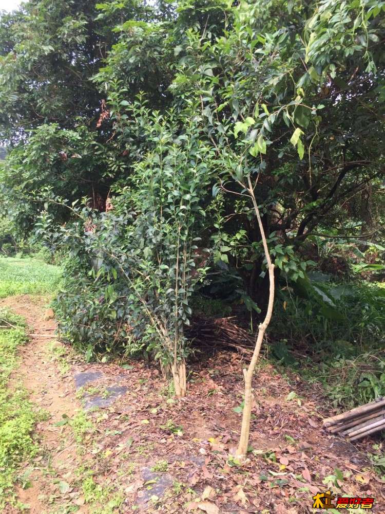 3-4-修剪完了一棵海黄.jpg