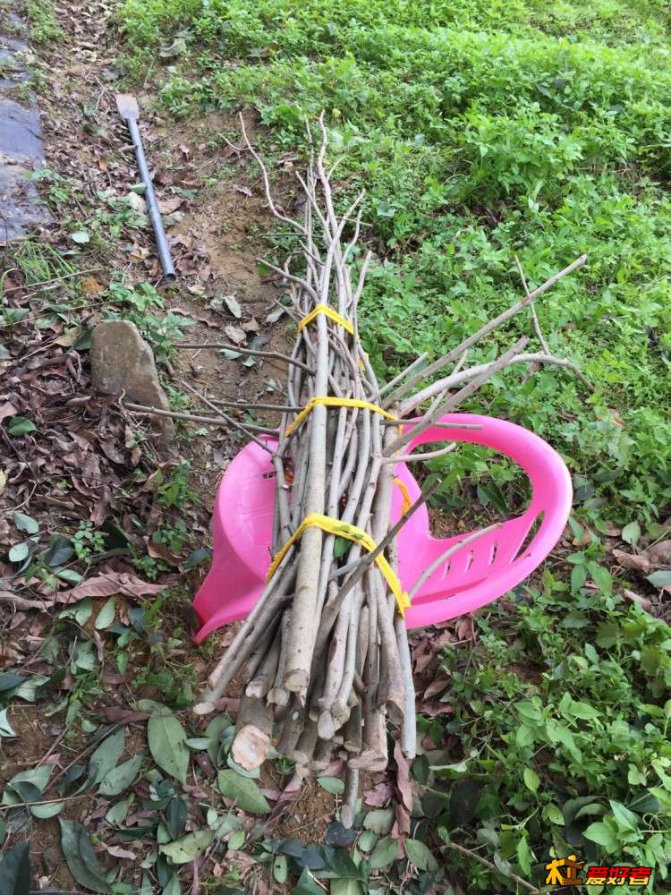 5-1-全部修剪下来的枝条.jpg