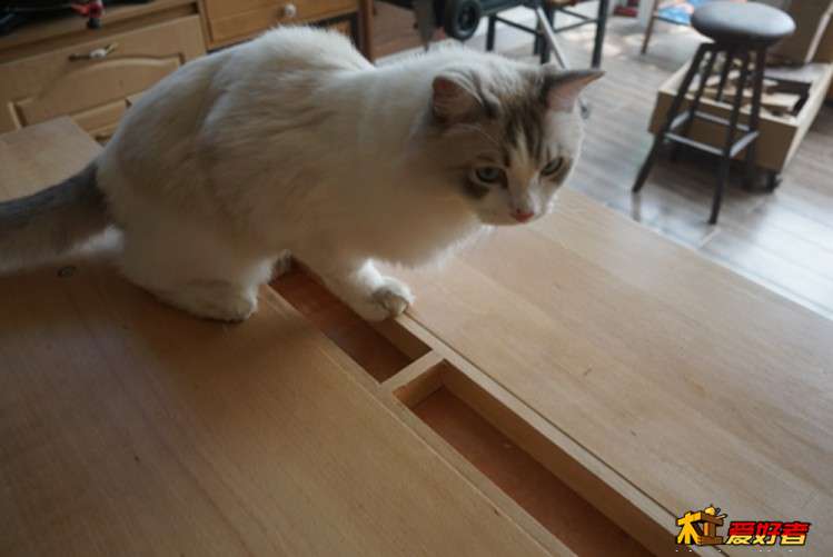 我家小猫也来看新鲜