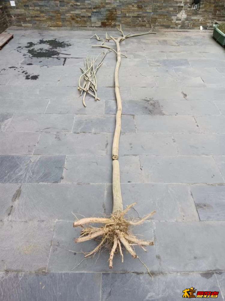 2-3-伐下的海黄全貌.jpg