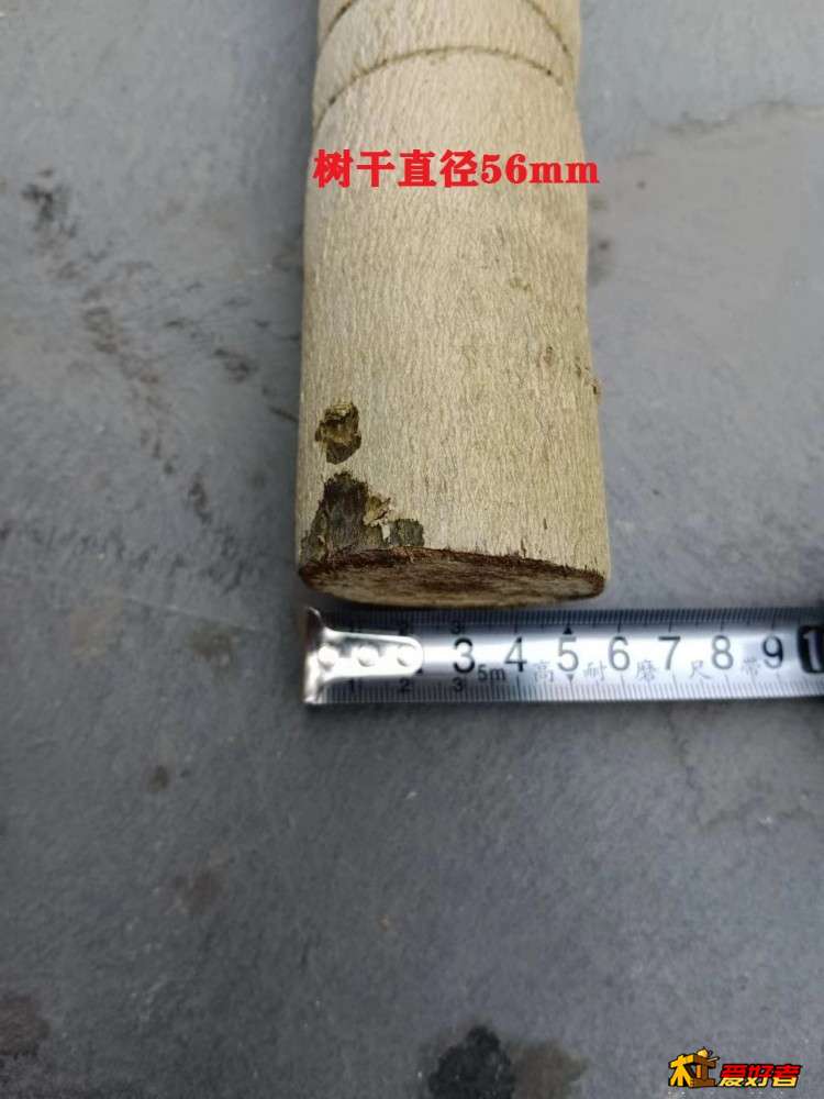 2-7-树干直径56mm.jpg
