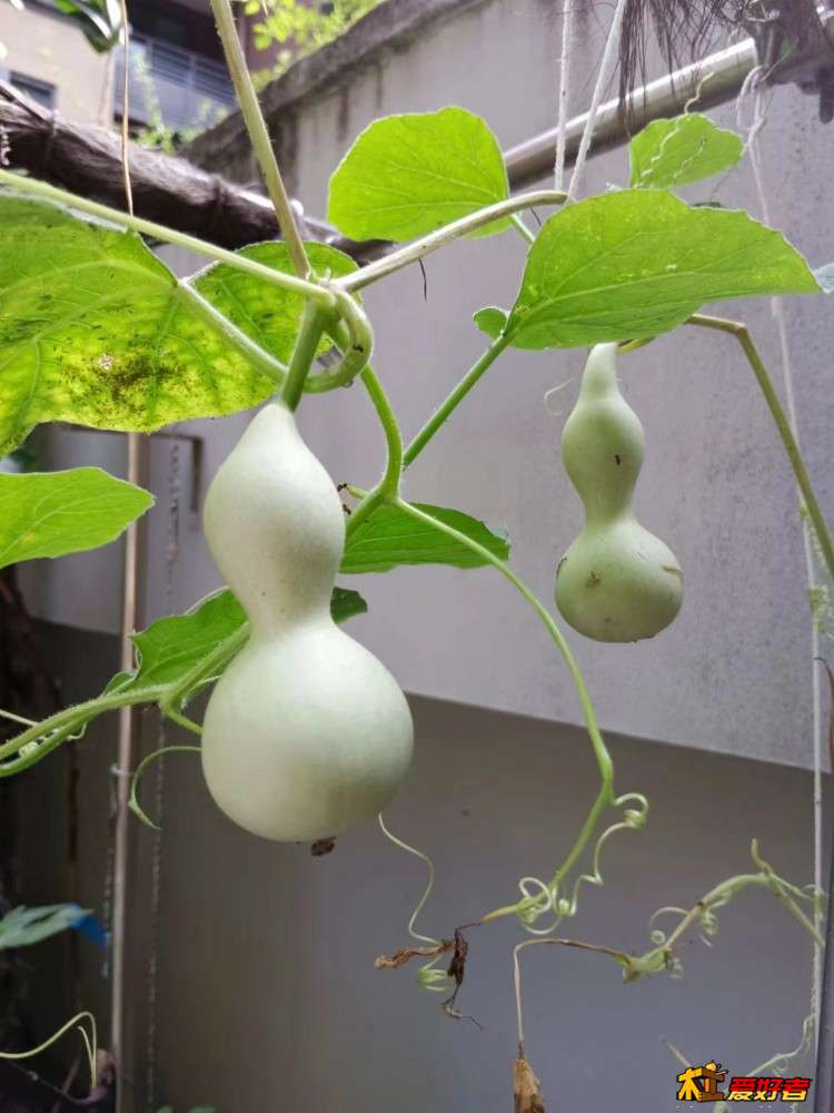 2-5-成长中的手捻葫芦.jpg