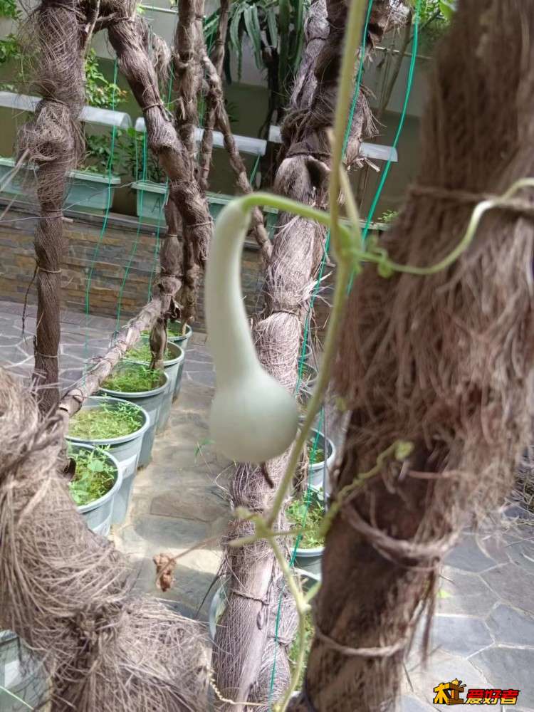 2-6-成长中的单肚葫芦.jpg