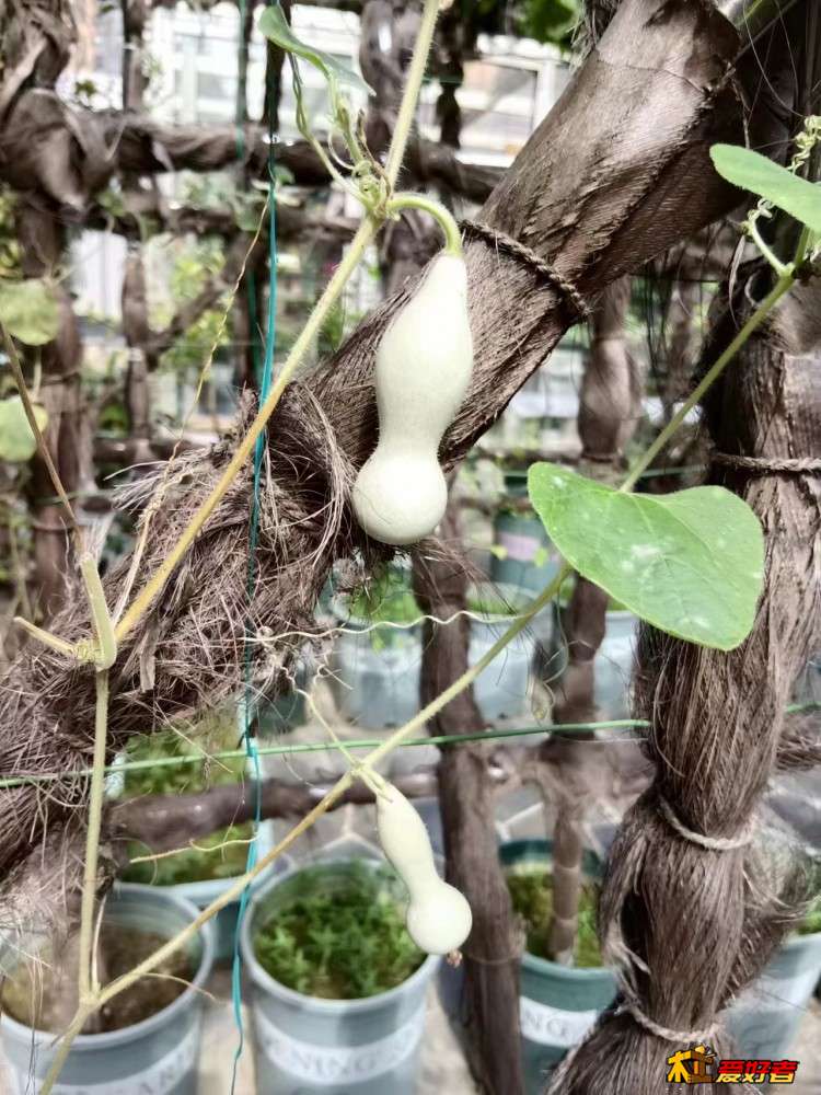 2-7-成长中的异型葫芦.jpg
