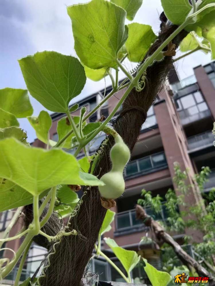 2-9-成长中的大酒葫芦2.jpg