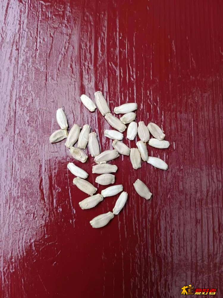 4-7-大酒葫芦的籽.jpg