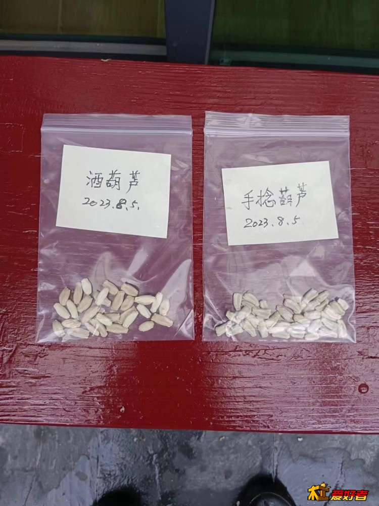 4-8-两种葫芦的籽.jpg