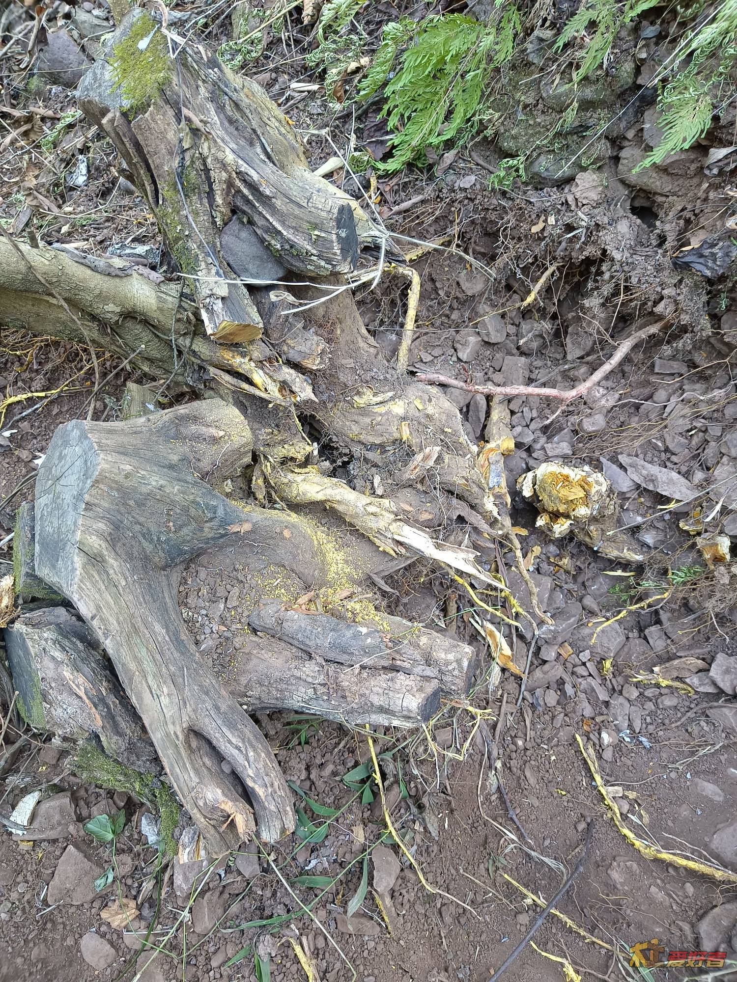 20
