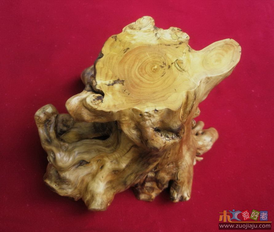 黄杨树桩-06.JPG