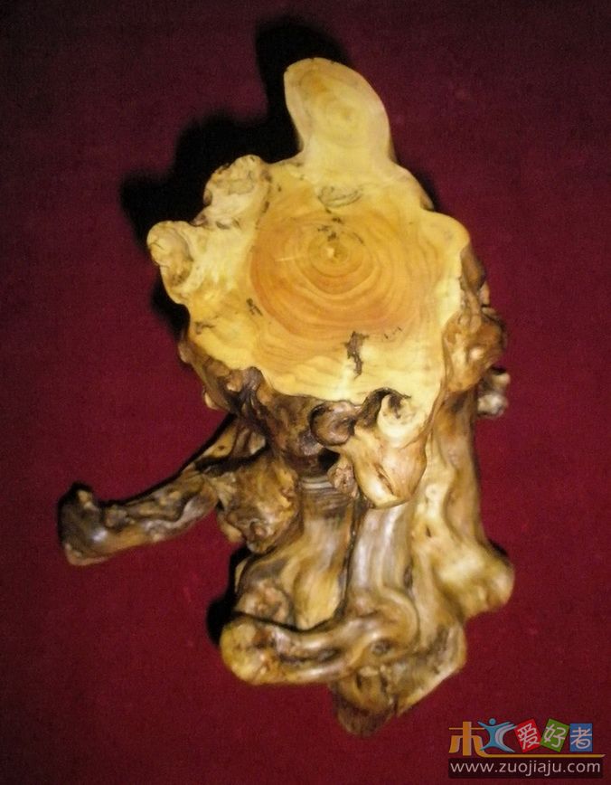 黄杨树桩-11.jpg