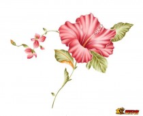 花纹